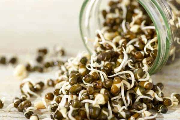 sprouts best food for weight loss