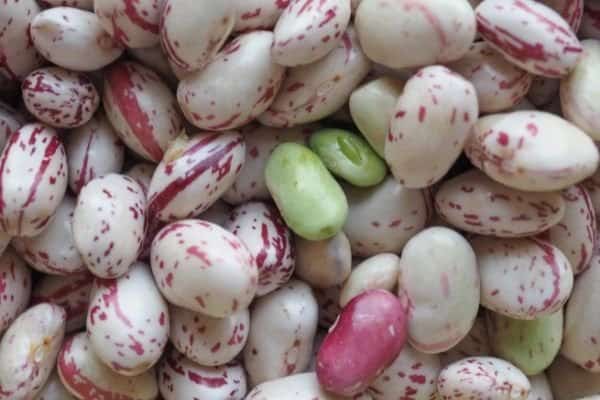 BEANS AND LEGUMES