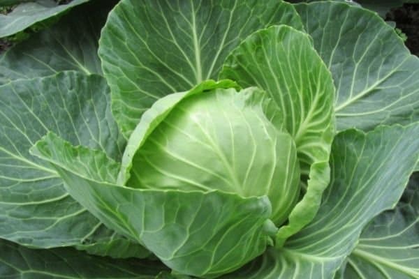 cabbage weight loss foods