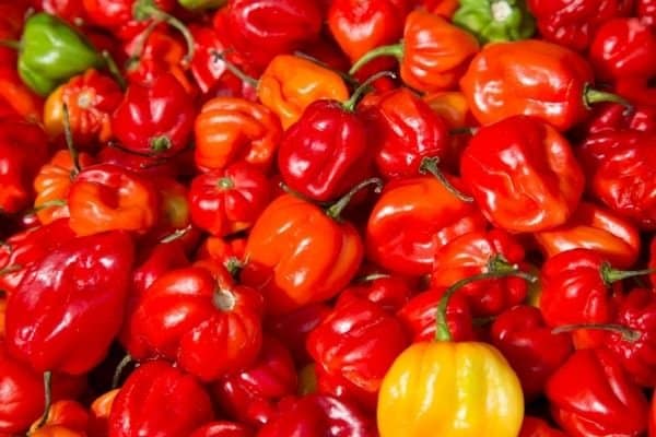 red peppers weight loss foods