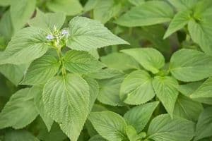 chia seeds plant