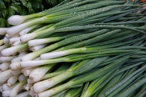 green onion low-carb root vegetables